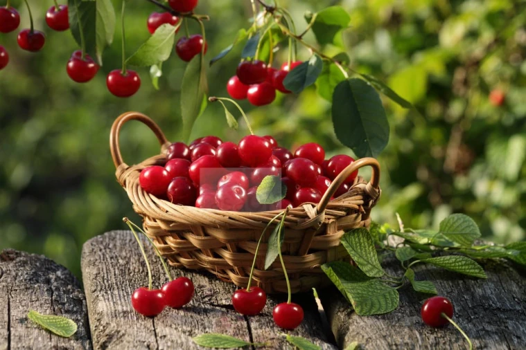 Terreno para Venda em Souto da Casa Foto 3