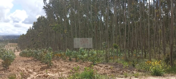 Terreno para Venda em Nossa Senhora do Pópulo, Coto e São Gregório