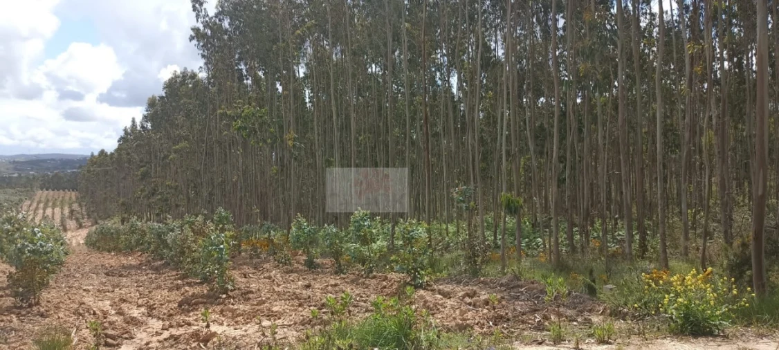 Terreno para Venda em Nossa Senhora do Pópulo, Coto e São Gregório Foto 1