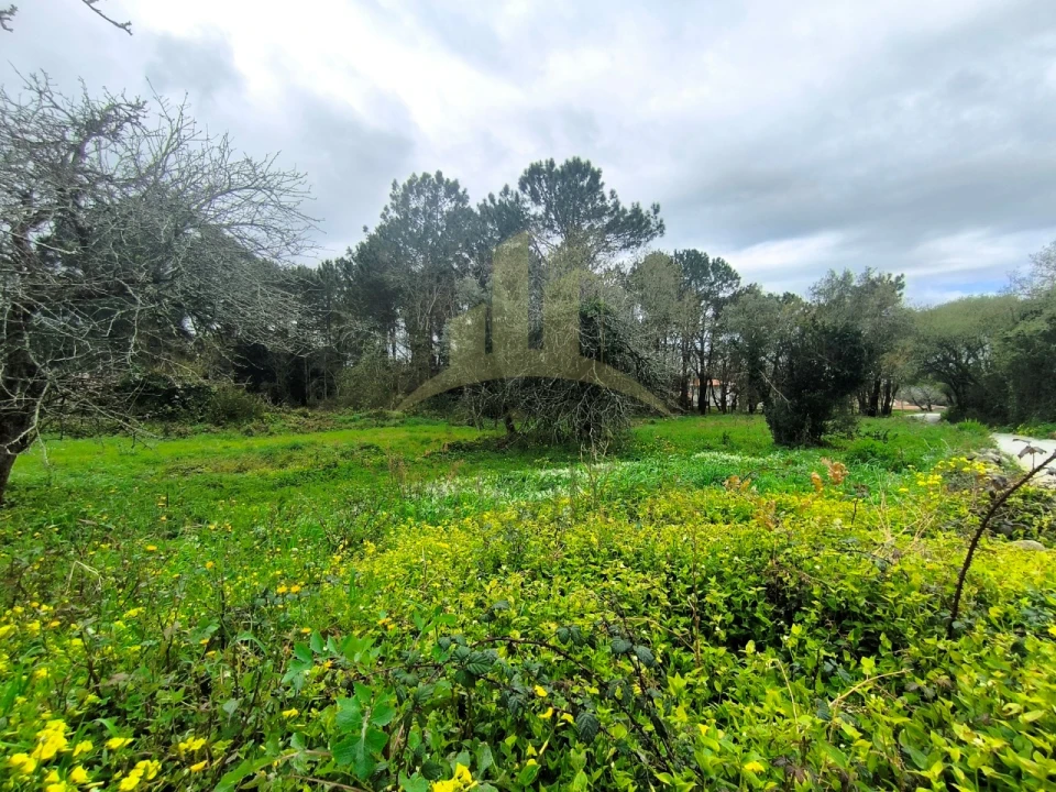 Terreno para Venda em Afife Foto 2