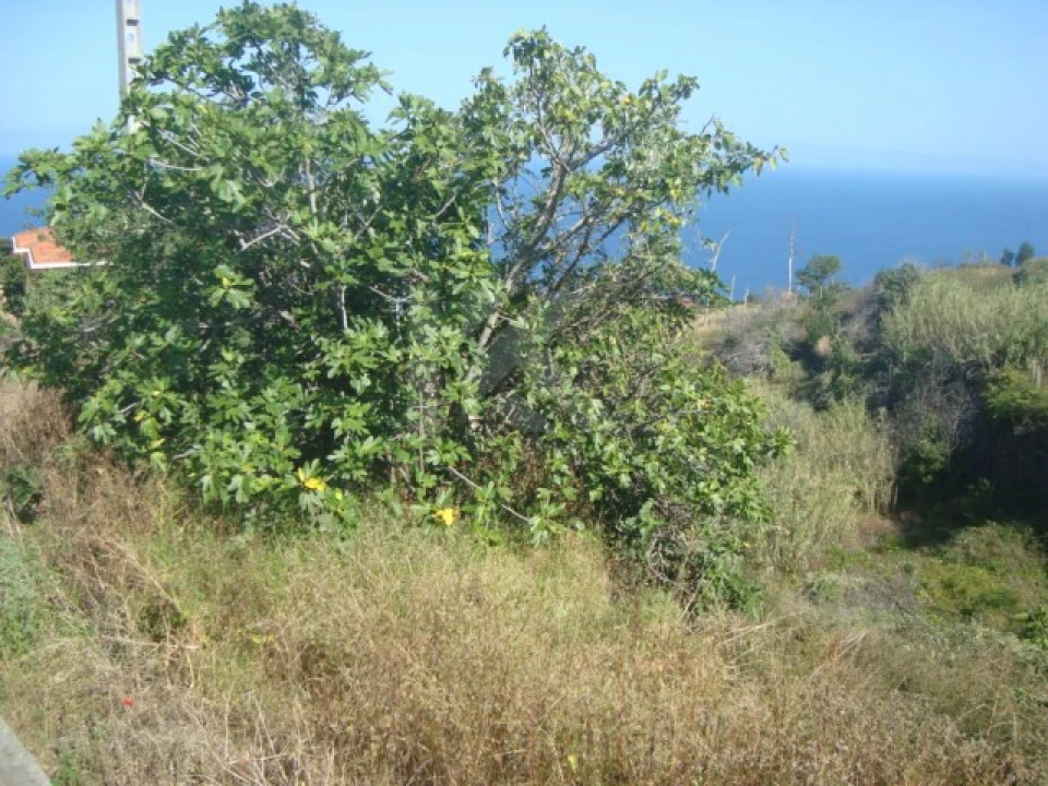 Terreno para Venda em Gaula Foto 4