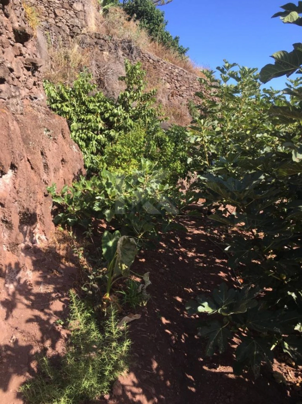 Terreno para Venda em Camara de Lobos Foto 10
