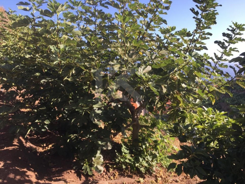 Terreno para Venda em Camara de Lobos Foto 11