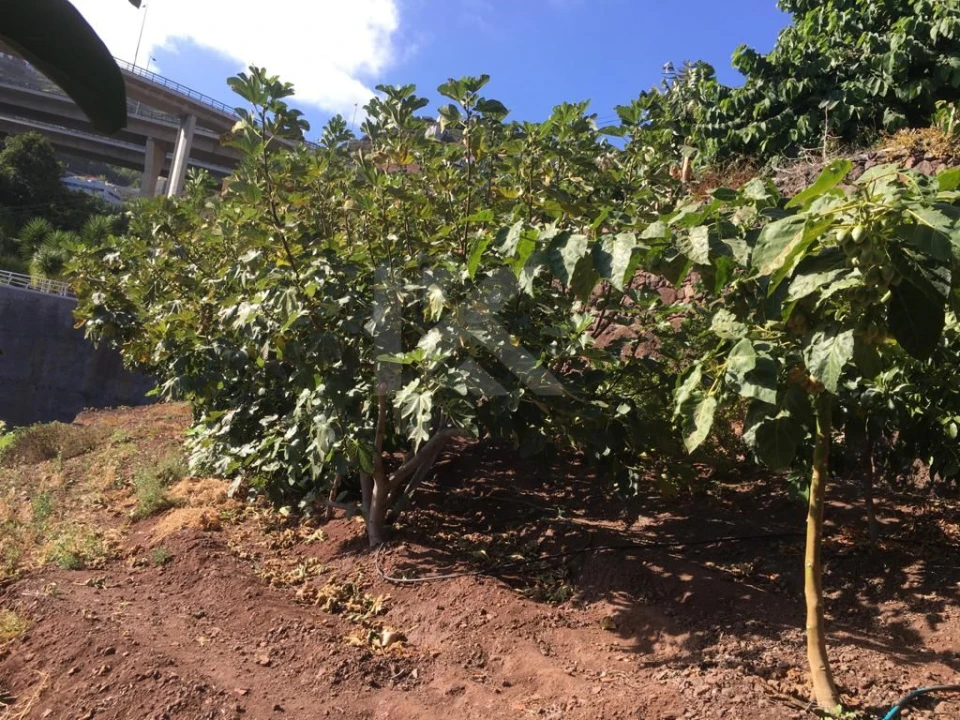 Terreno para Venda em Camara de Lobos Foto 13