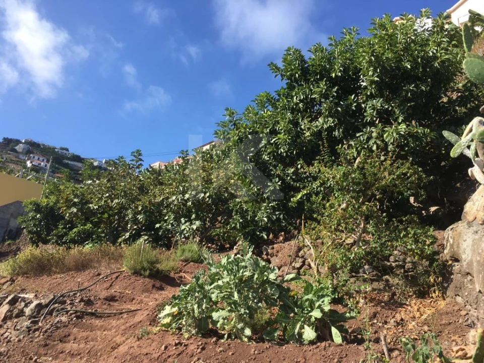 Terreno para Venda em Camara de Lobos Foto 15
