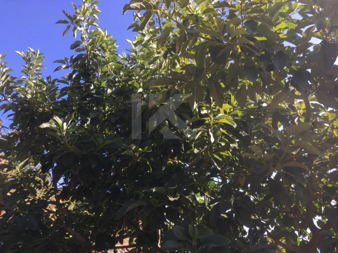 Terreno para Venda em Camara de Lobos Foto 12