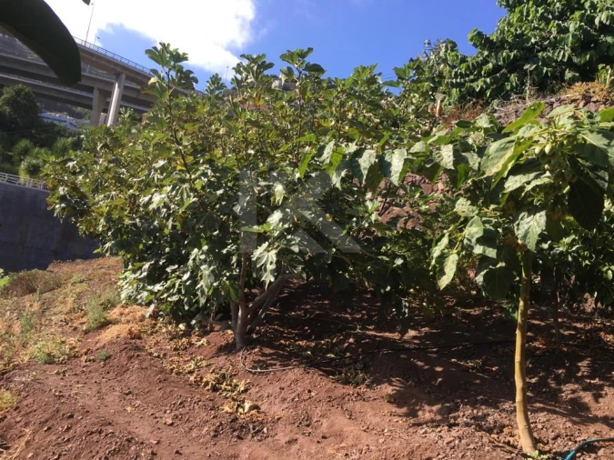 Terreno para Venda em Camara de Lobos Foto 13