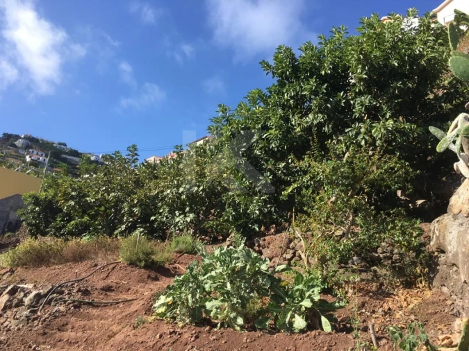 Terreno para Venda em Camara de Lobos Foto 15
