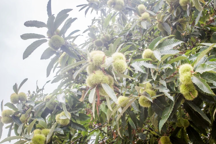 Terreno para Venda em São Roque Foto 6