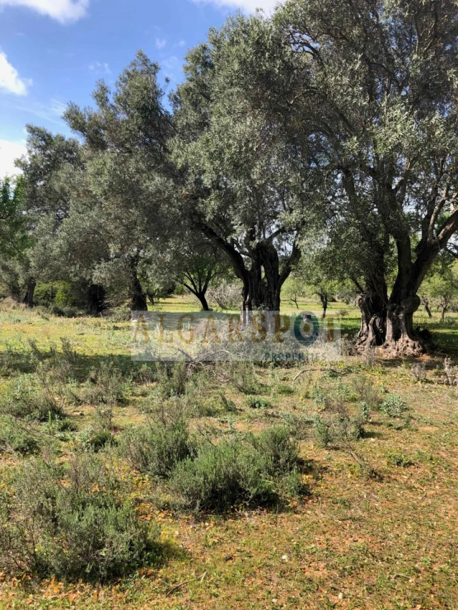 Terreno para Venda em Almancil Foto 14