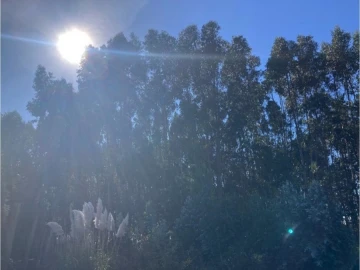 Terreno para Venda em Aradas