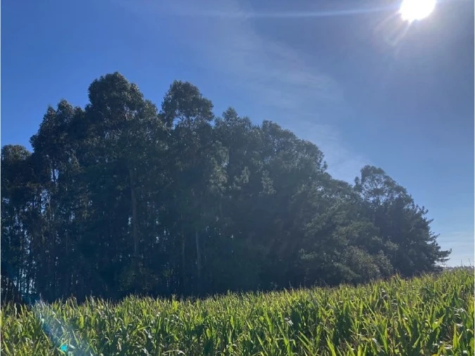 Terreno para Venda em Aradas Foto 2