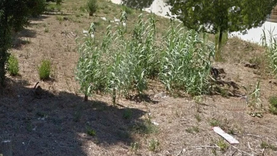 Terreno para Venda em Mira