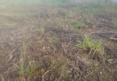 Terreno para Venda em Balazar
