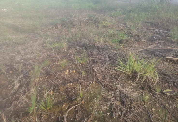 Terreno para Venda em Balazar