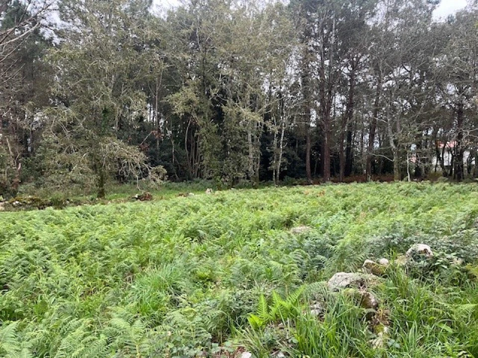 Terreno para Venda em Afife Foto 1