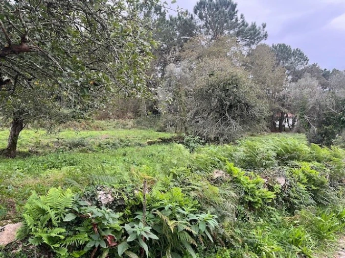 Terreno para Venda em Afife Foto 7