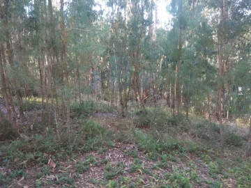 Terreno para Venda em São Martinho do Bispo e Ribeira de Frades
