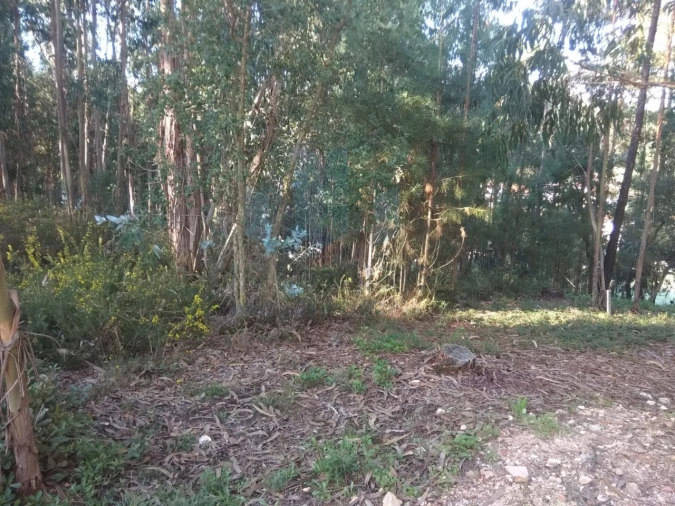 Terreno para Venda em São Martinho do Bispo e Ribeira de Frades Foto 6