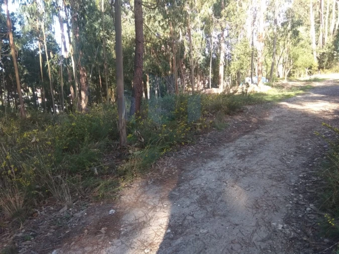 Terreno para Venda em São Martinho do Bispo e Ribeira de Frades Foto 7