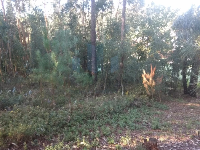 Terreno para Venda em São Martinho do Bispo e Ribeira de Frades Foto 9