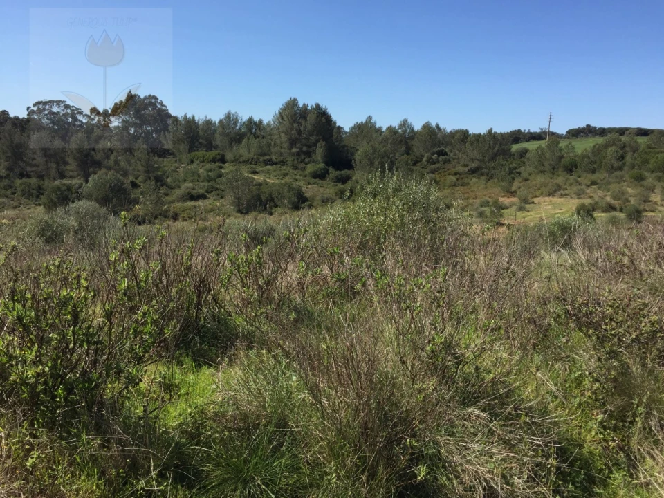 Terreno para Venda em Santa Maria e São Miguel, São Martinho, São Pedro Penaferrim Foto 4