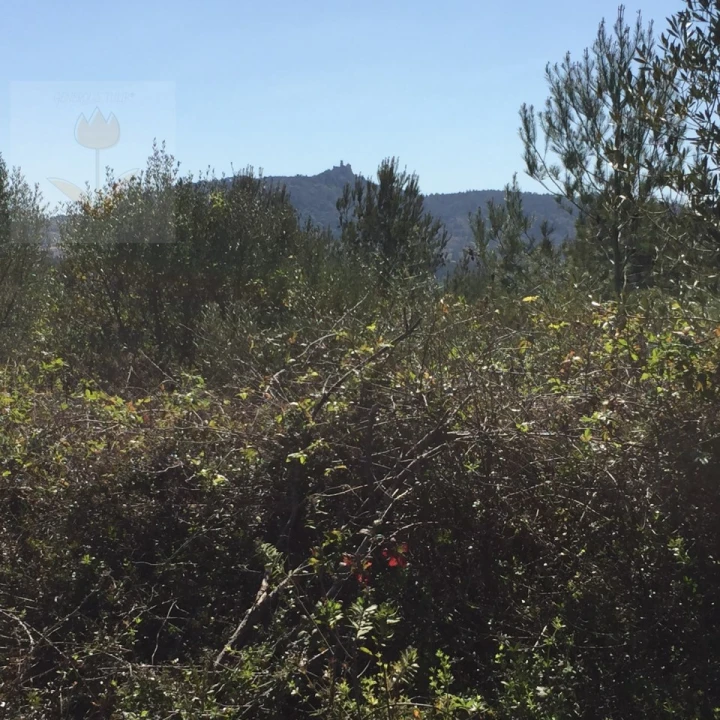 Terreno para Venda em Santa Maria e São Miguel, São Martinho, São Pedro Penaferrim Foto 14