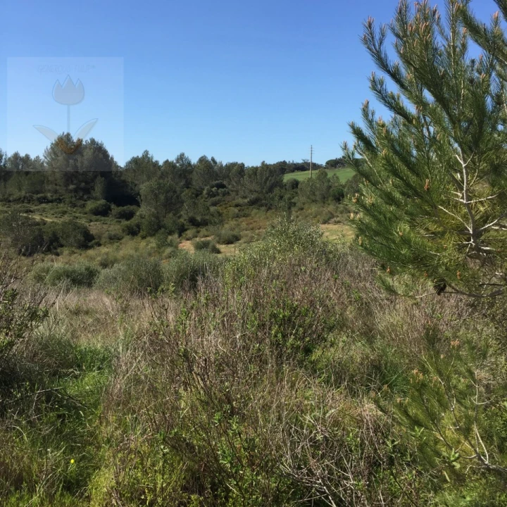 Terreno para Venda em Santa Maria e São Miguel, São Martinho, São Pedro Penaferrim Foto 23