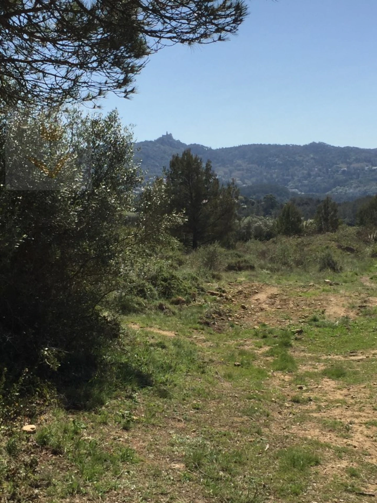 Terreno para Venda em Santa Maria e São Miguel, São Martinho, São Pedro Penaferrim Foto 24