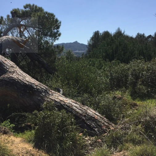 Terreno para Venda em Santa Maria e São Miguel, São Martinho, São Pedro Penaferrim Foto 10