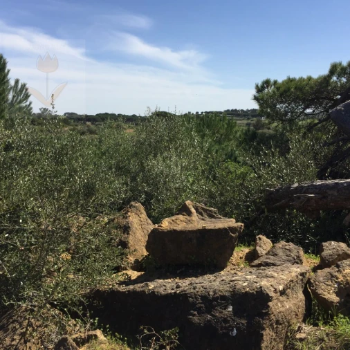 Terreno para Venda em Santa Maria e São Miguel, São Martinho, São Pedro Penaferrim Foto 11