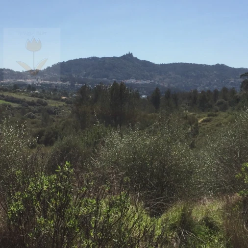 Terreno para Venda em Santa Maria e São Miguel, São Martinho, São Pedro Penaferrim Foto 12