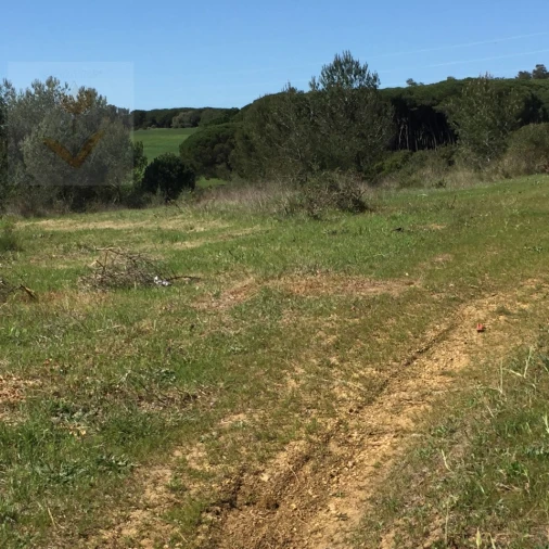 Terreno para Venda em Santa Maria e São Miguel, São Martinho, São Pedro Penaferrim Foto 15