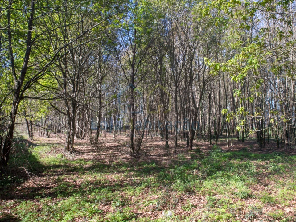 Terreno para Venda em Merelim (São Paio), Panoias e Parada de Tibães Foto 23
