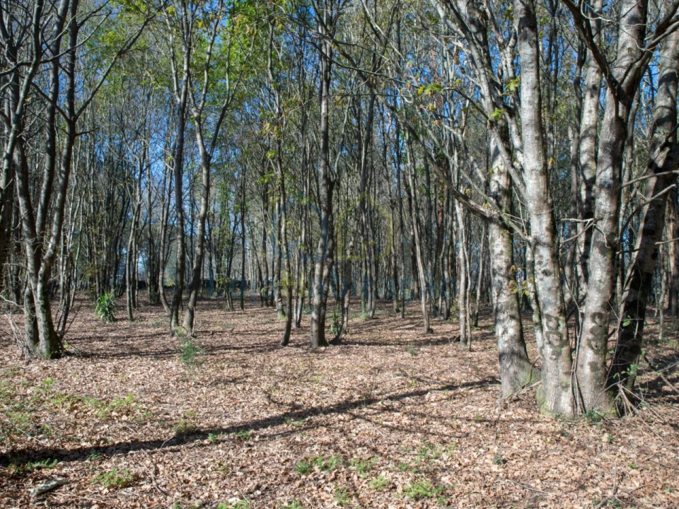 Terreno para Venda em Merelim (São Paio), Panoias e Parada de Tibães Foto 28