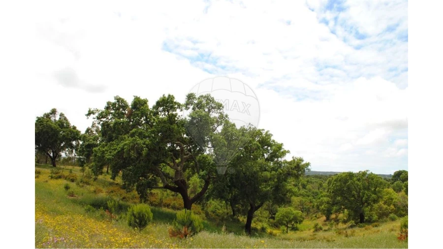 Terreno para Venda em São Luis Foto 10