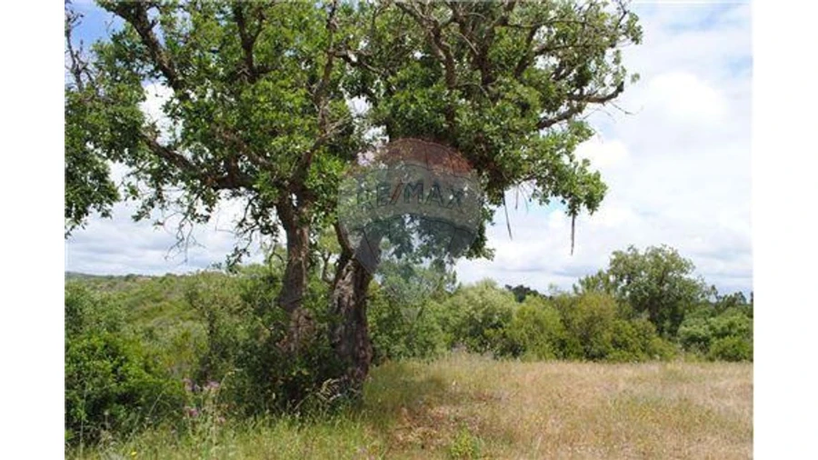 Terreno para Venda em São Luis Foto 5