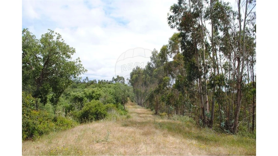 Terreno para Venda em São Luis Foto 6
