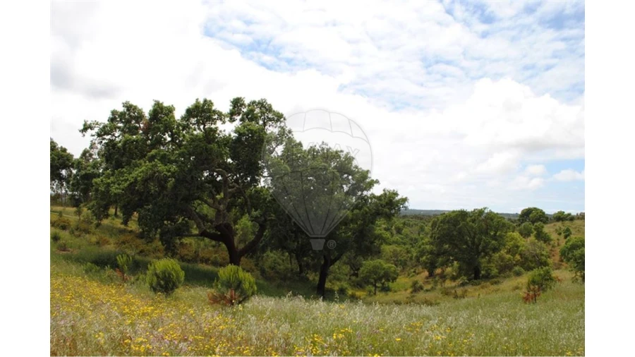 Terreno para Venda em São Luis Foto 7