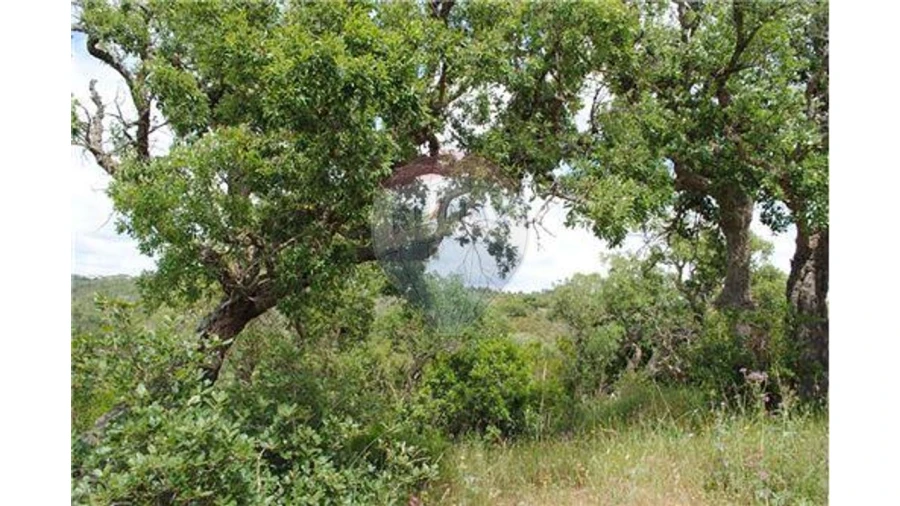 Terreno para Venda em São Luis Foto 4