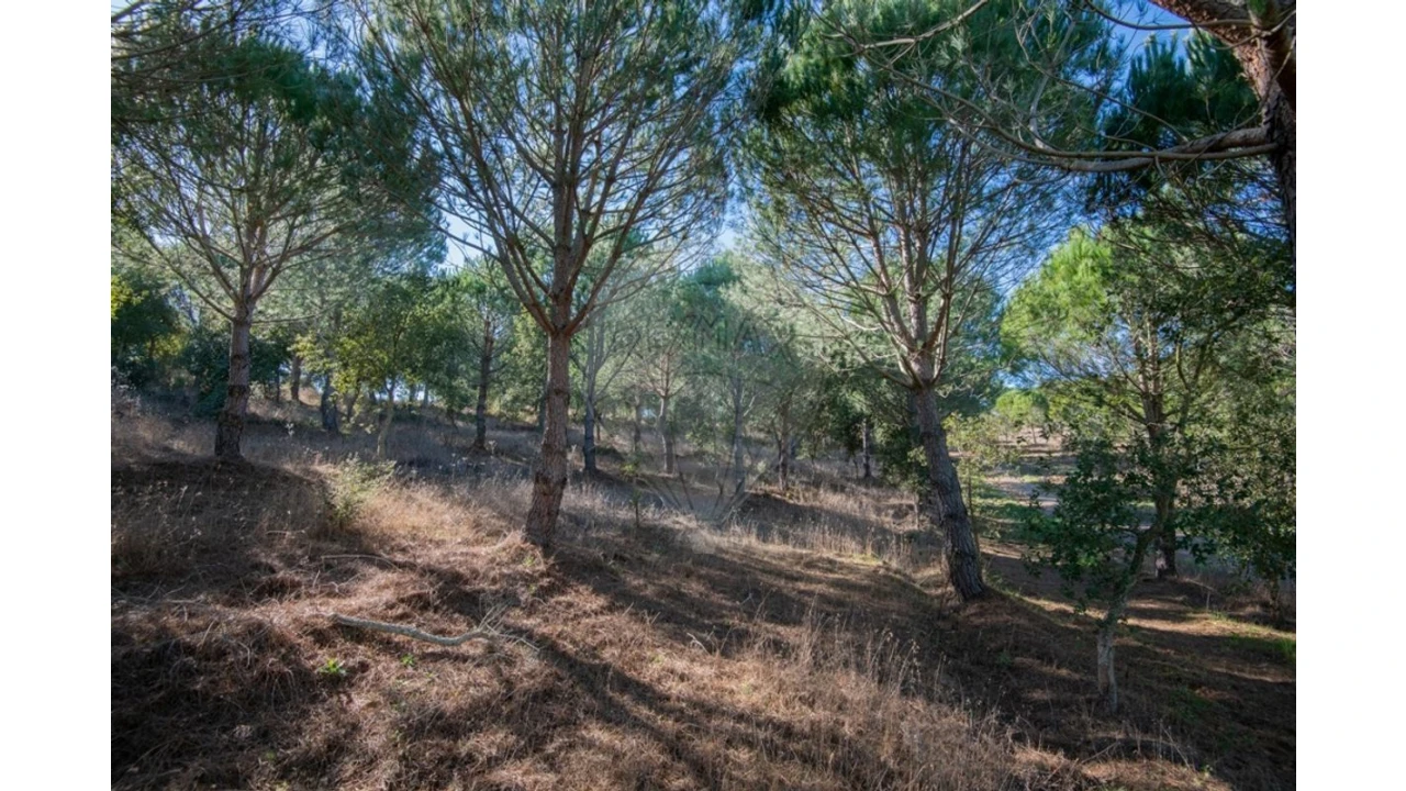 Quinta T0 para Venda em São Luis Foto 15