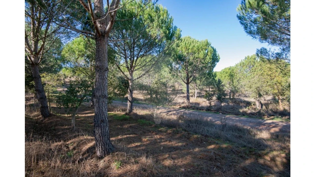 Quinta T0 para Venda em São Luis Foto 16