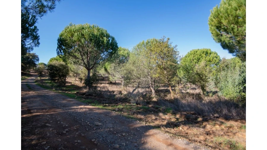 Quinta T0 para Venda em São Luis Foto 14