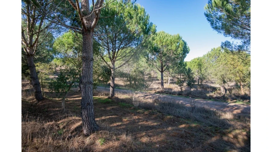 Quinta T0 para Venda em São Luis Foto 16