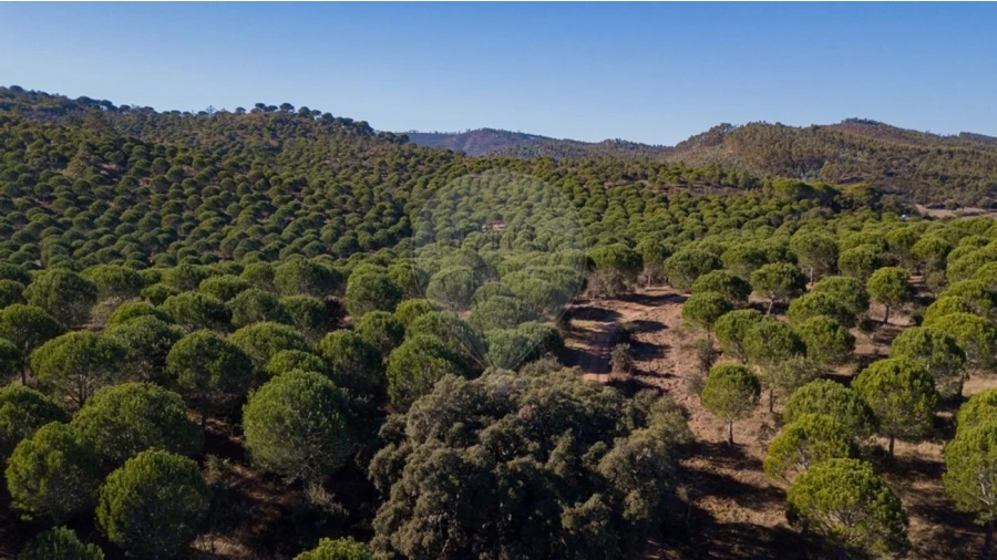Quinta T0 para Venda em São Luis Foto 2