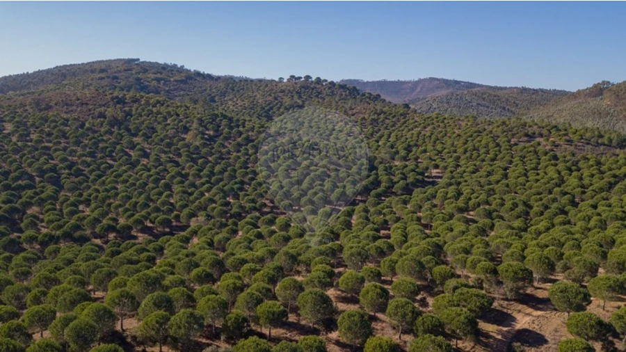 Quinta T0 para Venda em São Luis Foto 4
