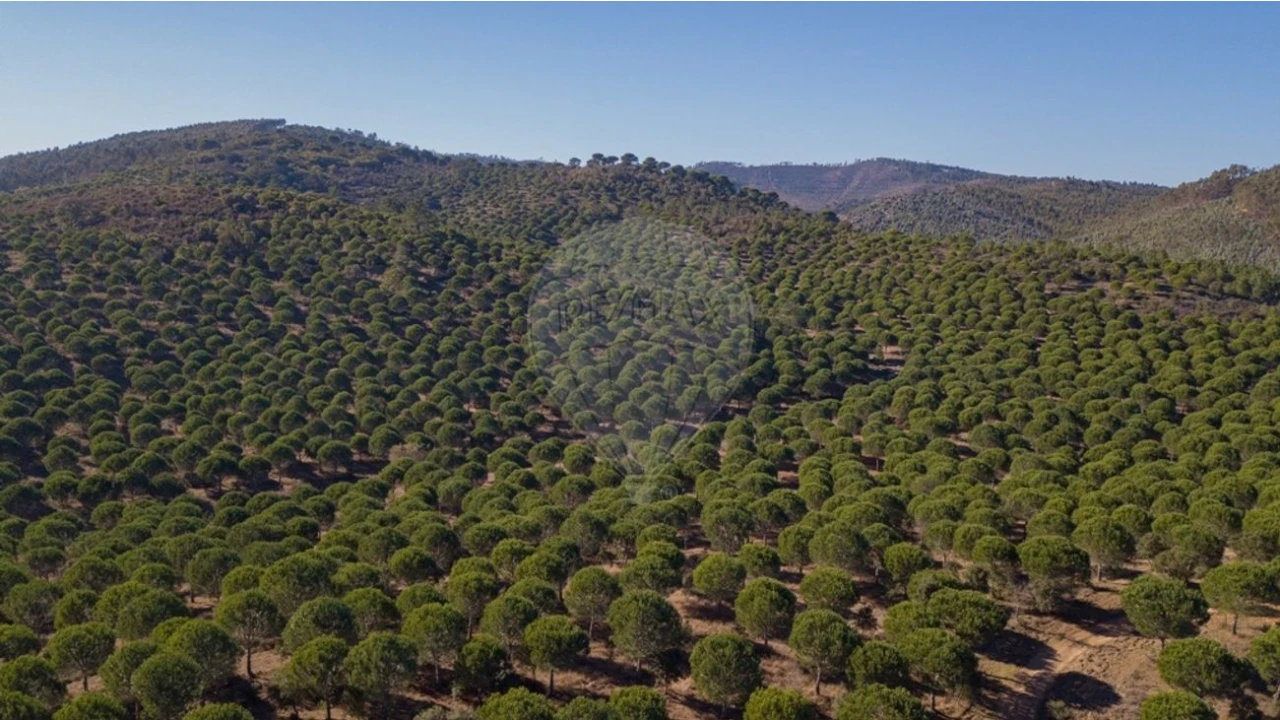 Quinta T0 para Venda em São Luis Foto 4