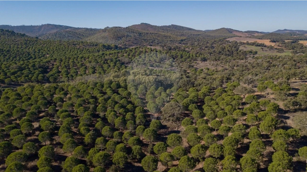 Terreno para Venda em São Luis Foto 13