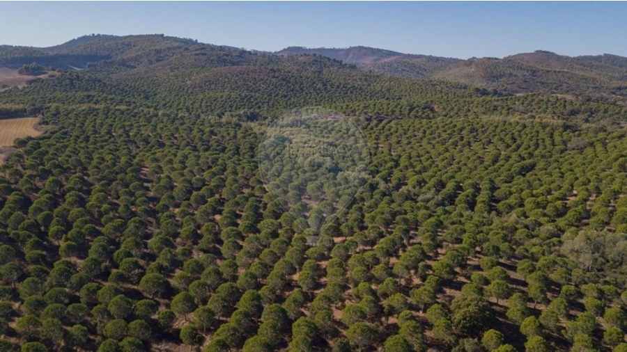 Terreno para Venda em São Luis Foto 11