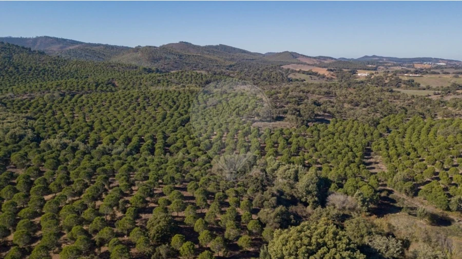 Terreno para Venda em São Luis Foto 10